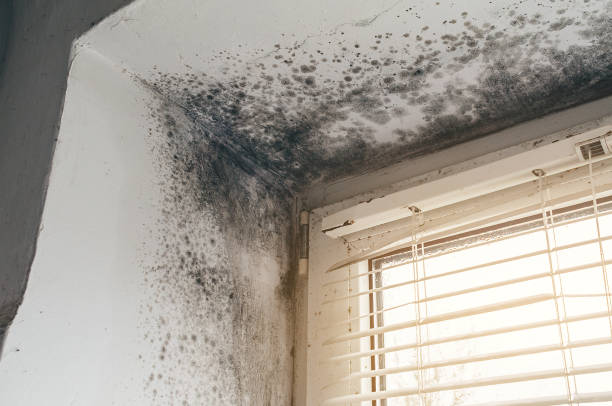 Affordable Mold Remediation solutions in Concord, VA